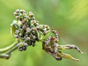 Close-up of buds on plant