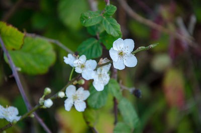 Close-up of white flowers on branch