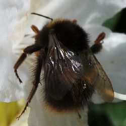 Close-up of bee on flower
