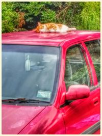 Close up of red cat