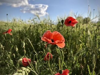 Close-up of red poppy flowers growing on field