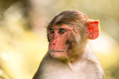 Close-up of monkey looking away