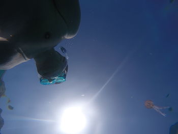 Low angle view of jellyfish swimming in sea