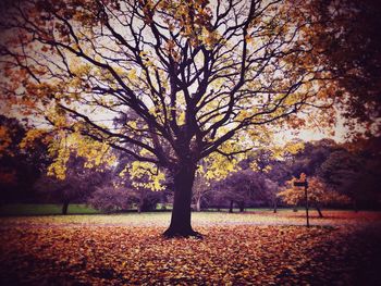 Trees in autumn