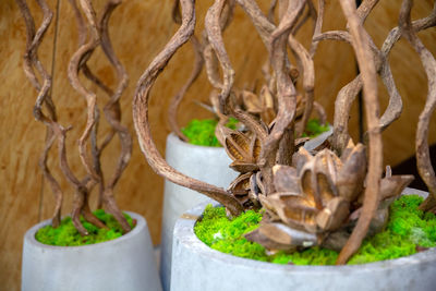 Close-up of potted plant on table