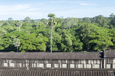 Plants and trees against sky