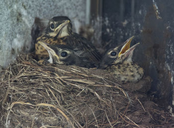 Three robin chicks in a nest on a mausoleum, green-wood cemetery, brooklyn