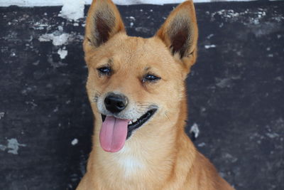 Close-up portrait of a dog