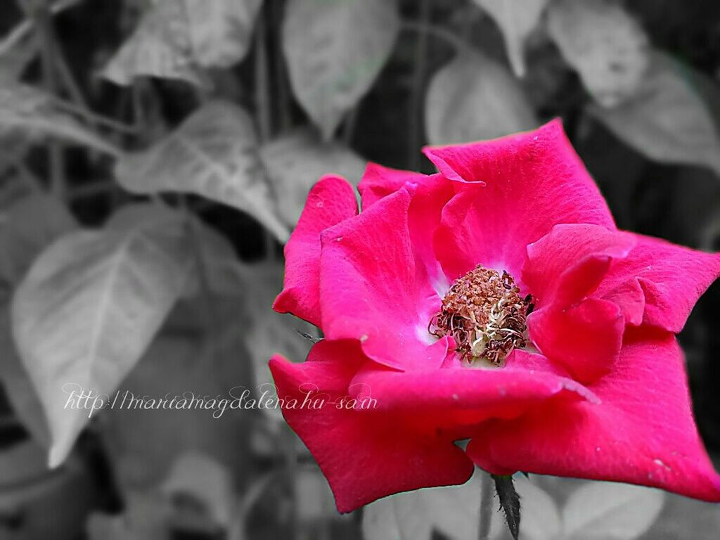 flower, petal, freshness, fragility, flower head, pink color, close-up, beauty in nature, growth, focus on foreground, single flower, nature, blooming, plant, pink, pollen, stamen, in bloom, red, outdoors