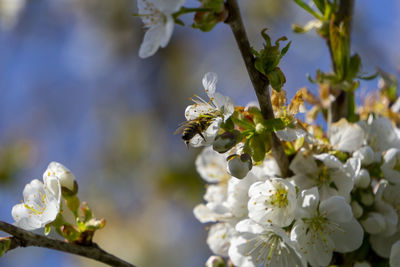 Close-up of bee pollinating flower