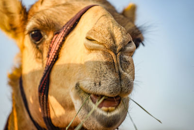 Close-up of horse