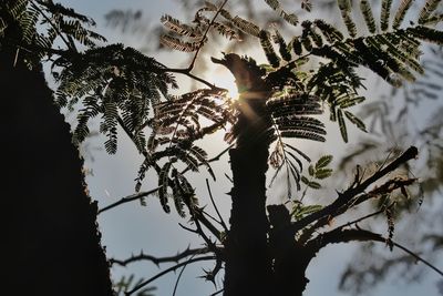 Low angle view of silhouette tree against sky