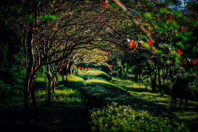 Trees and plants in orchard