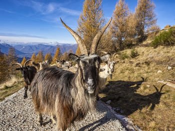 Close-up of a goat in the italian alps