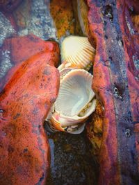 High angle view of fish in sea