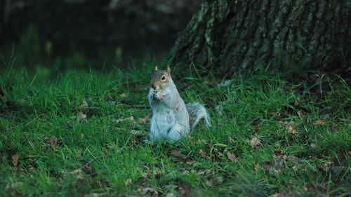 Squirrel on a field