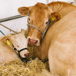 Portrait of cow with calf relaxing in shed