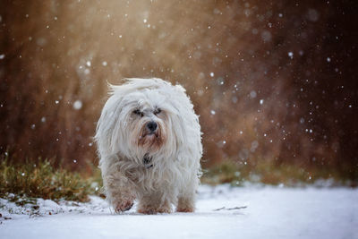 Portrait of white dog on snow
