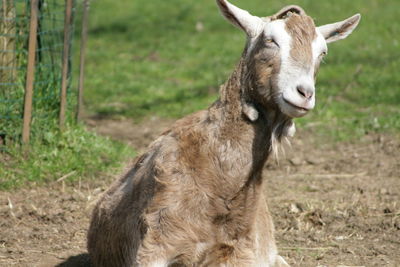 Close-up of horse on field