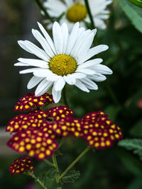 Close-up of flowering plant