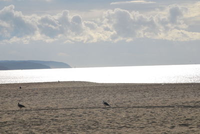 Bird perching on beach against sky