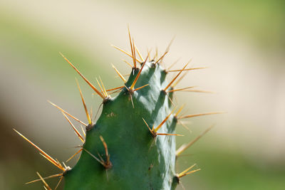 Close-up of prickly pear cactus