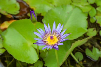 Close-up of purple water lily