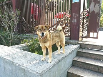 Portrait of dog on tree