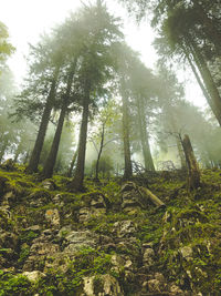 Low angle view of trees in forest