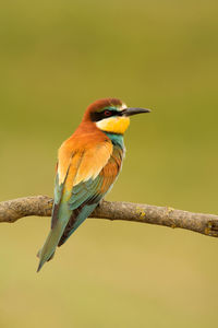 Close-up of bird perching on branch