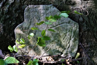 Close-up of tree trunk amidst plants in forest