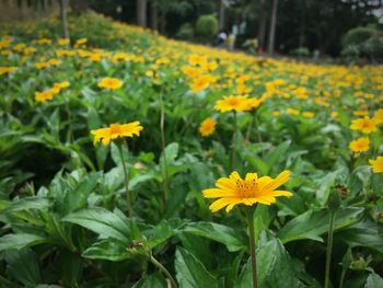 Close-up of fresh yellow flowers blooming in field