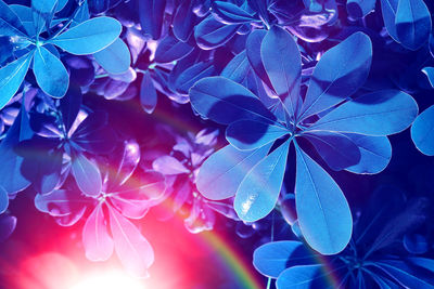 Close-up of purple flowering plant