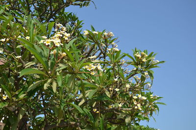 Low angle view of tree against blue sky