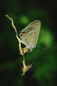 Close-up of butterfly on flower
