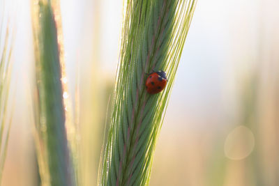 Close-up of insect on grass