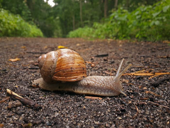 Close-up of snail on land