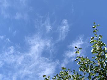 Low angle view of flowering plants against blue sky