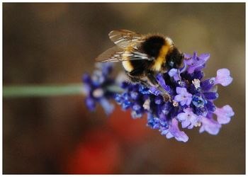 Close-up of bee on purple flower