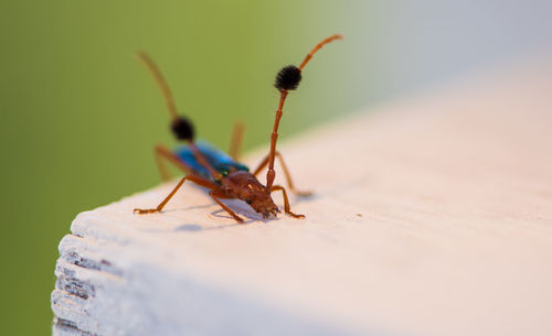 Close-up of ant on leaf