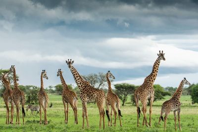 Giraffe standing on field