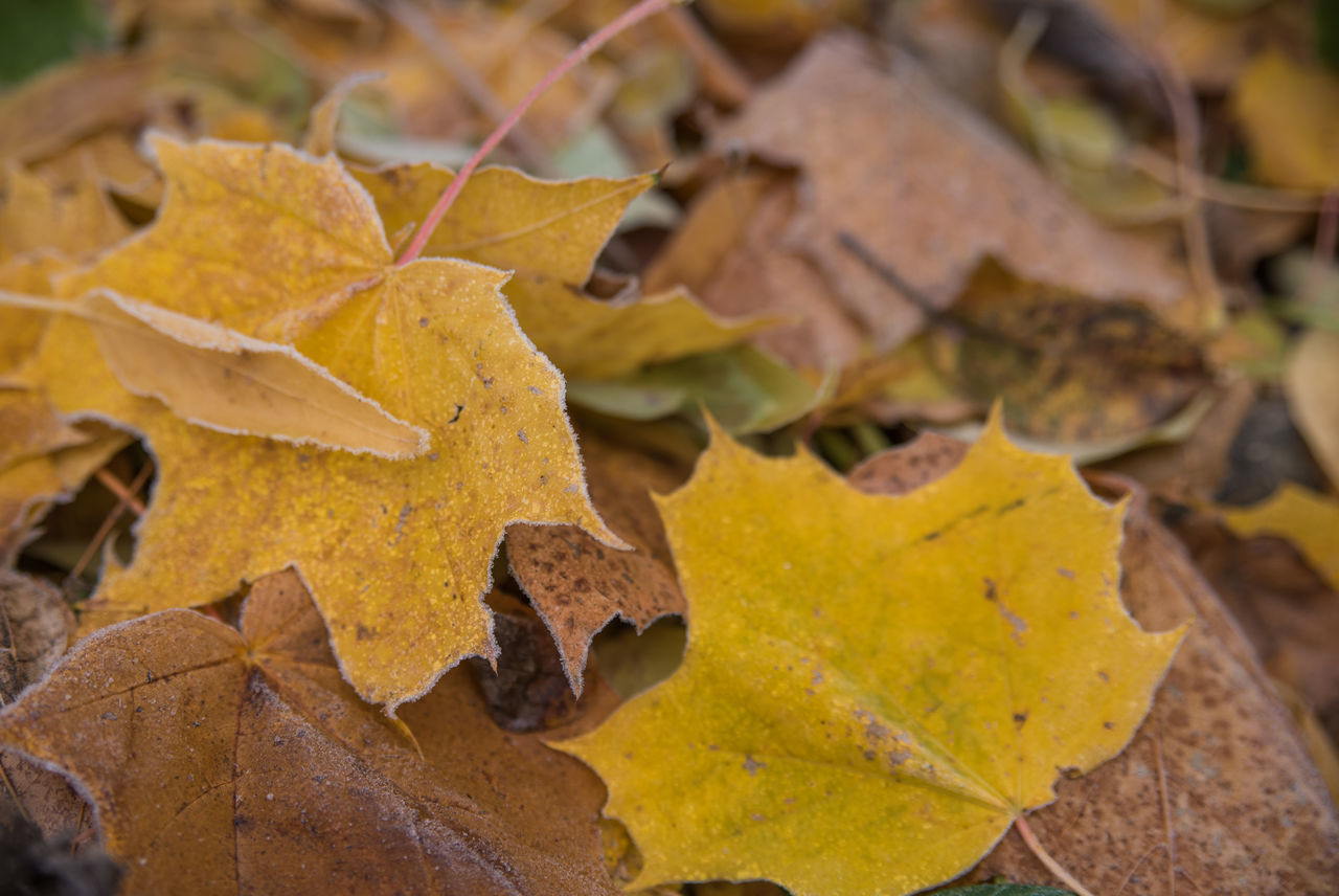 leaf, autumn, no people, focus on foreground, close-up, day, yellow, outdoors, nature, maple, fragility