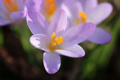 Close-up of purple crocus flowers