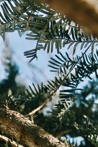Low angle view of tree branch