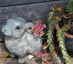 Close-up of bird on wood