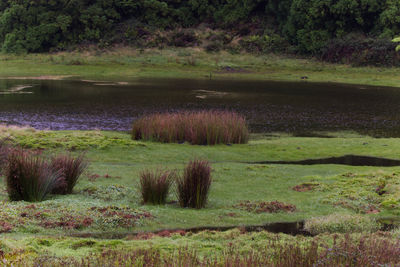 Scenic view of swamp on field