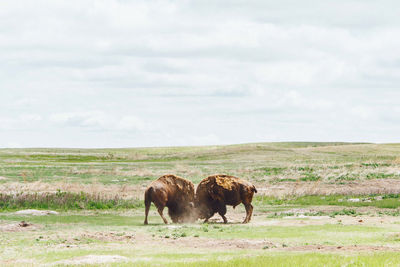 Bison fighting in a field