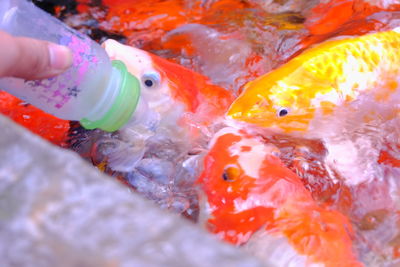 Close-up of hand feeding in water