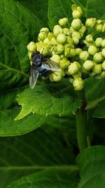 Close-up of insect on leaf