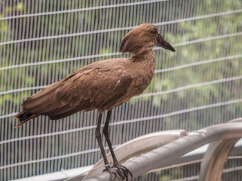 Close-up of bird perching outdoors